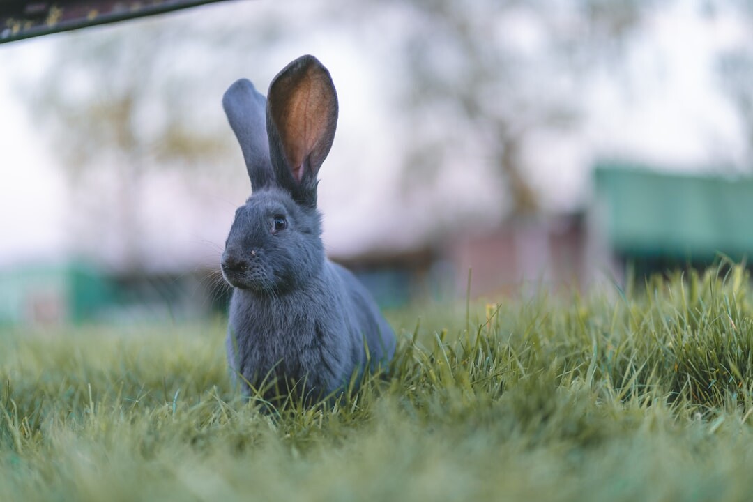 bad bunny portrait